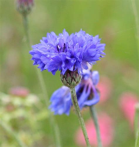 Blue Boy Cornflower Seeds West Coast Seeds