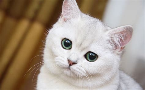 Cute White Cat Close Up Wallpapers Cute White Cat Close
