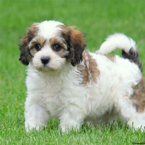 Cavachon Puppies For Sale Cavachon Dog Breed Greenfield Puppies