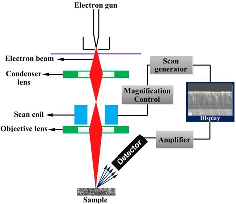 A Principle Of Scanning Electron Microscopy Download Scientific Diagram