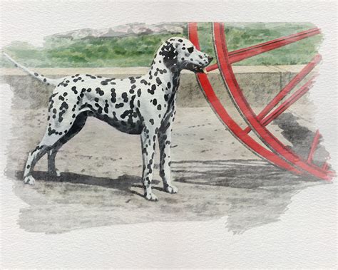 Art Print Dalmatian Dog Breed Giclee Watercolor Painting Wall Norway