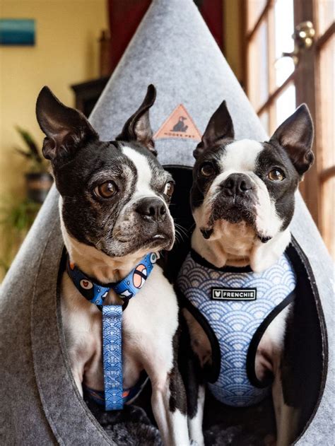 Best Harnesses For Boston Terriers In 2021 Boston Terrier Dog
