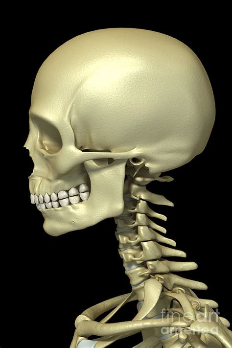 Bones Of The Head And Neck Photograph By Science Picture Co