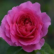 Gabriel Oak ® | Rose, rot, 125 cm x 125 cm (David Austin, 2019) | Rosa ...