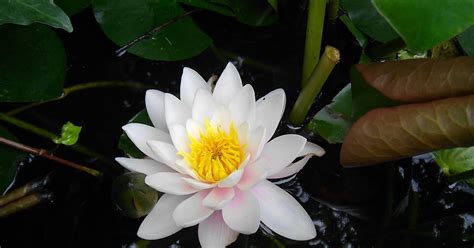 Bangladesh In Italy Shapla Or Water Lily The National Flower Of