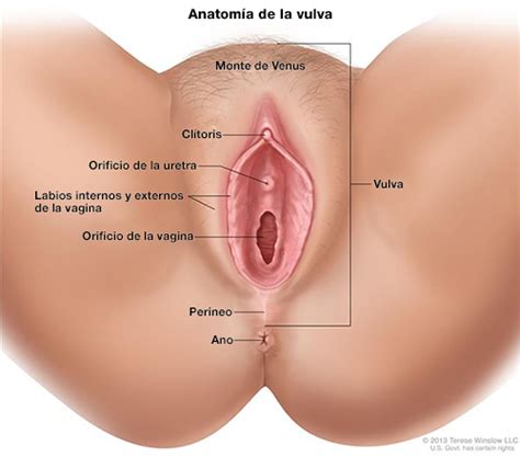 Candidiasis Vaginal Oficina Para La Salud De La Mujer