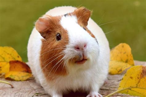 5 Fun Ways To Exercise Your Guinea Pig Petsvills