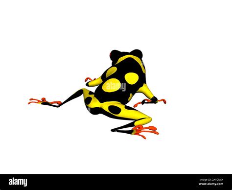 Black Yellow Poison Dart Frog On Meadow Stock Photo Alamy