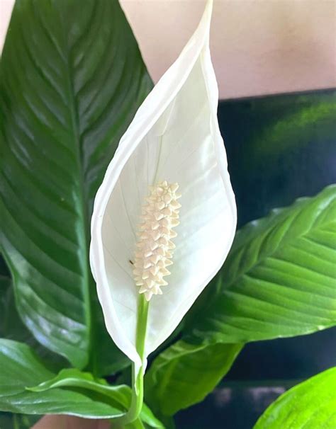 How To Care For Peace Lilies Planet Houseplant
