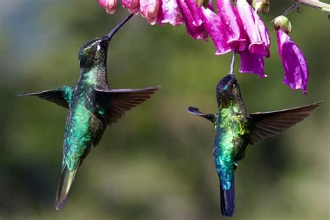 Hummingbirds Can See Totally Different Colors Outside The Human