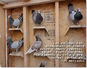 ¿Cómo criar palomas mensajeras ? - Colombofilia