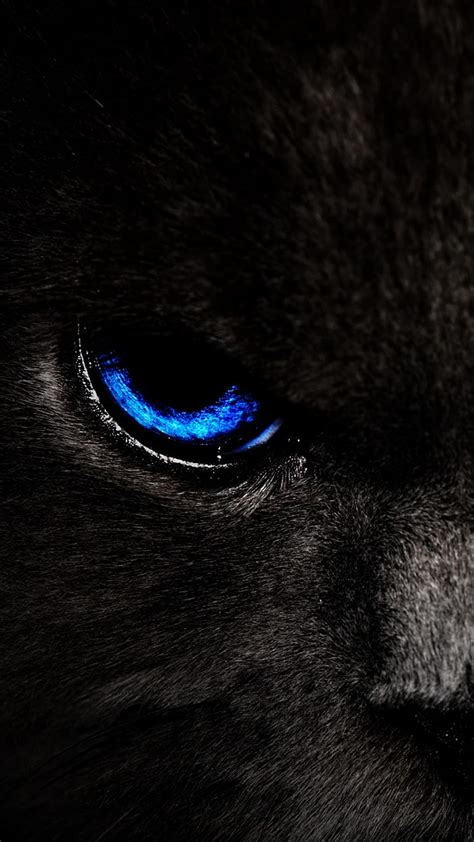 1920x1080px 1080p Free Download Cat Eyes Amoled Animals Blue