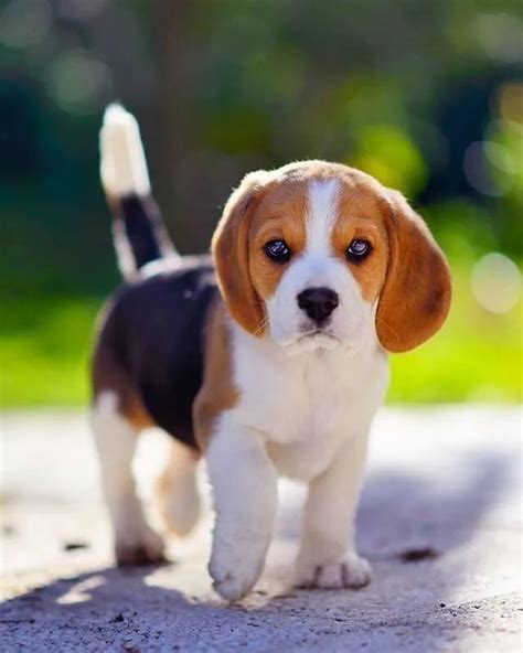 Щенок 🐶 ༺БИГЛЯ༻ Puppies Cute Beagles Beagle Puppy