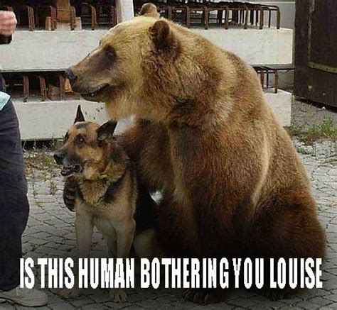 Bear And Dog Funny Meme Desktop Backgrounds Memes