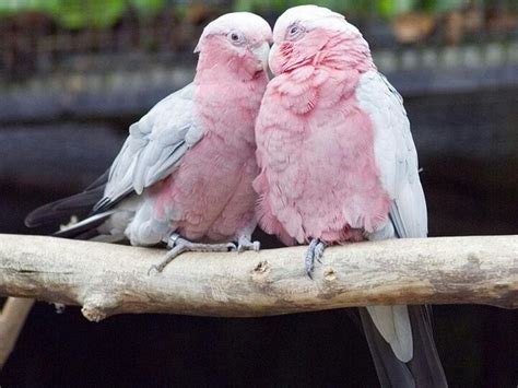 19 Best Pink Parrot Images On Pinterest Parrots Hot Pink And Parrot