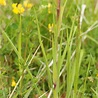 Le Salsifis d'Orient - Tragopogon pratensis subsp. orientalis - quelle ...