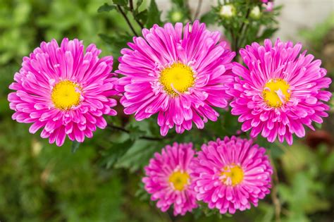 A List Of Perennial Flowers That Bloom All Summer With Pictures