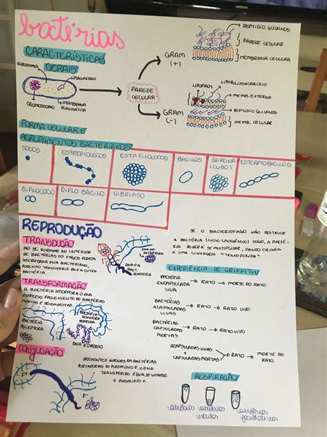 Mapa Mental De Bacterias Educabrilha