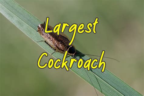 7 Largest Cockroaches In The World