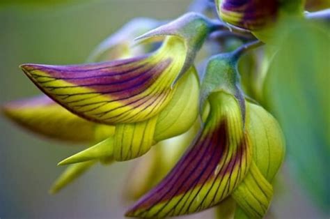 10pcs Regal Birdflower Crotalaria Cunninghamii Seeds | Etsy