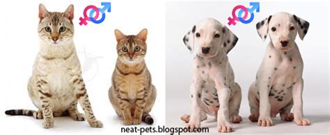 Male cats do not have visible generally, male cats will be bigger than female cats, but you can get naturally small male cats and. Should You Get a Male or a Female? - Neat-Pets ( Dogs & Cats )