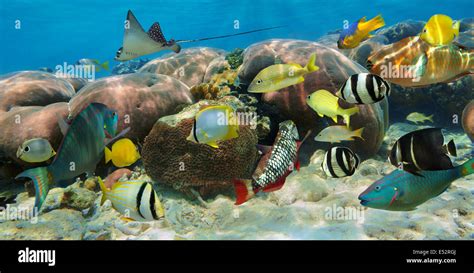 Underwater Panorama Hi Res Stock Photography And Images Alamy