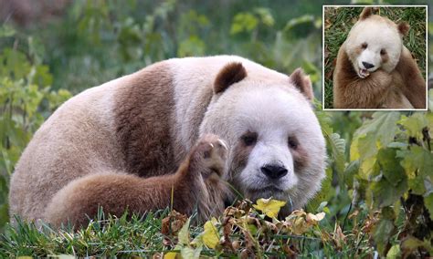 This Is Qizai The Only Known Brown Panda To Exist He Was Neglected By