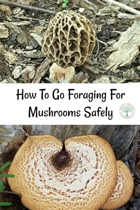 Conocybe apala is quite frail compared to psilocybe semilanceata as they break easily. Foraging For Mushrooms Safely-How To Make A Spore Print ...