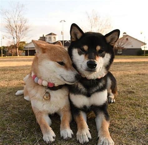15 Funny Shiba Inu Pictures To Make Your Day Shiba Inu Cute Dogs