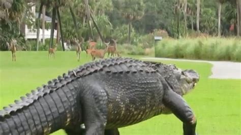 Video Shows Massive Alligator Turn Heads Of Deer During Stroll On South