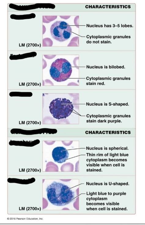 Classes Of Leukocytes Diagram Quizlet