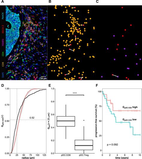 Plasmacytoid Dendritic Cells Pdcs Colocalize Preferentially With Cd8