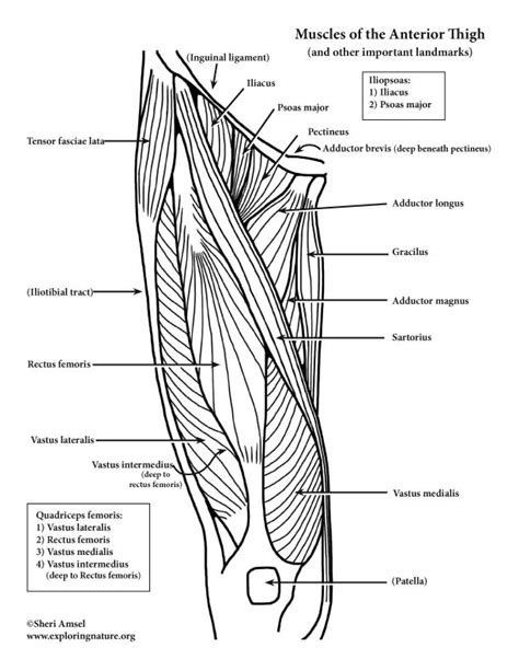Muscles Of The Hip And Thigh Anterior Advanced