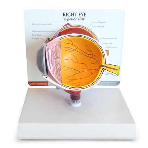 Anatomical Model Eye