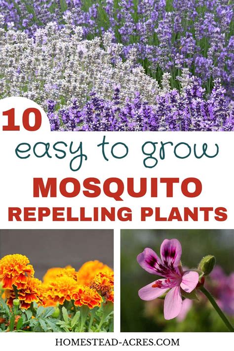 The scent of the grounds will deter raccoons, but just be sure to reapply weekly to keep them effective. 10 Plants That Repel Mosquitoes | Mosquito repelling ...