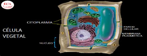 Citoplasma Celula Vegetal