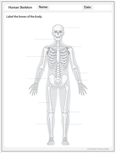 Human Skeleton Label Studyladder Interactive Learning Games