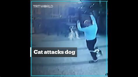 Cat Attacks Man Walking His Dog Youtube