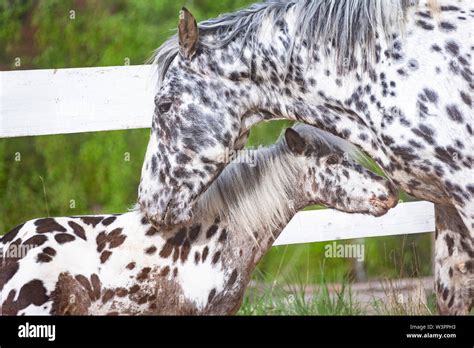 Knabstrup Horse And Shetland Pony Miniature Appaloosa Two Stallions