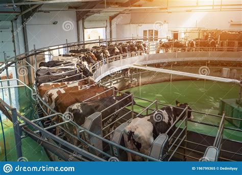Process Of Milking Cows On Industrial Rotary Machine Equipment In New