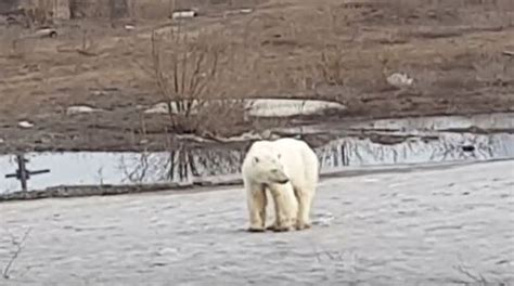exhausted polar bear wanders into siberian city