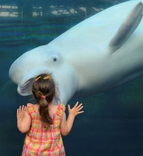 Another Child Eating Beluga Beluga Whale Dolphin Images Beluga