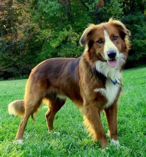 List Of Medium Sized Dog Breeds With Pictures