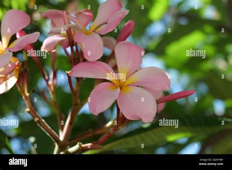Frangipani Flowers Close Up Beautiful Plumeria Amazing Of Thai