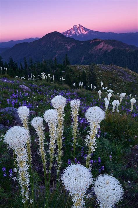 Brilliant Wildflowers And Oregons Mt Jefferson Captured At Dusk