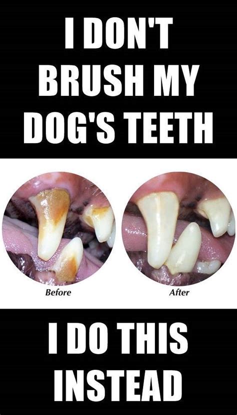 Fluoride has been proven to enhance dental health. How to Keep Your Dog's Teeth Clean At Home Without ...