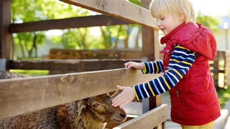 16 Adorable Petting Zoos In Georgia A Few May Surprise You