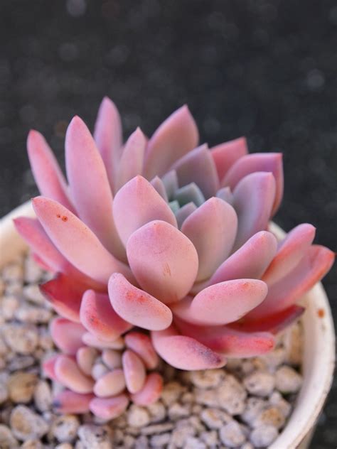 Kennenskill Succulent With Bright Pink Flowers Succulent Flowers