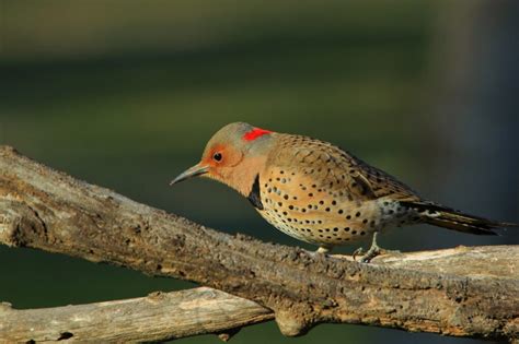 Woodpeckers In South Carolina 8 Must See Species
