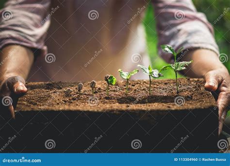 Plant Coffee Seedlings In Nature Close Up Of Fresh Green Plant Stock